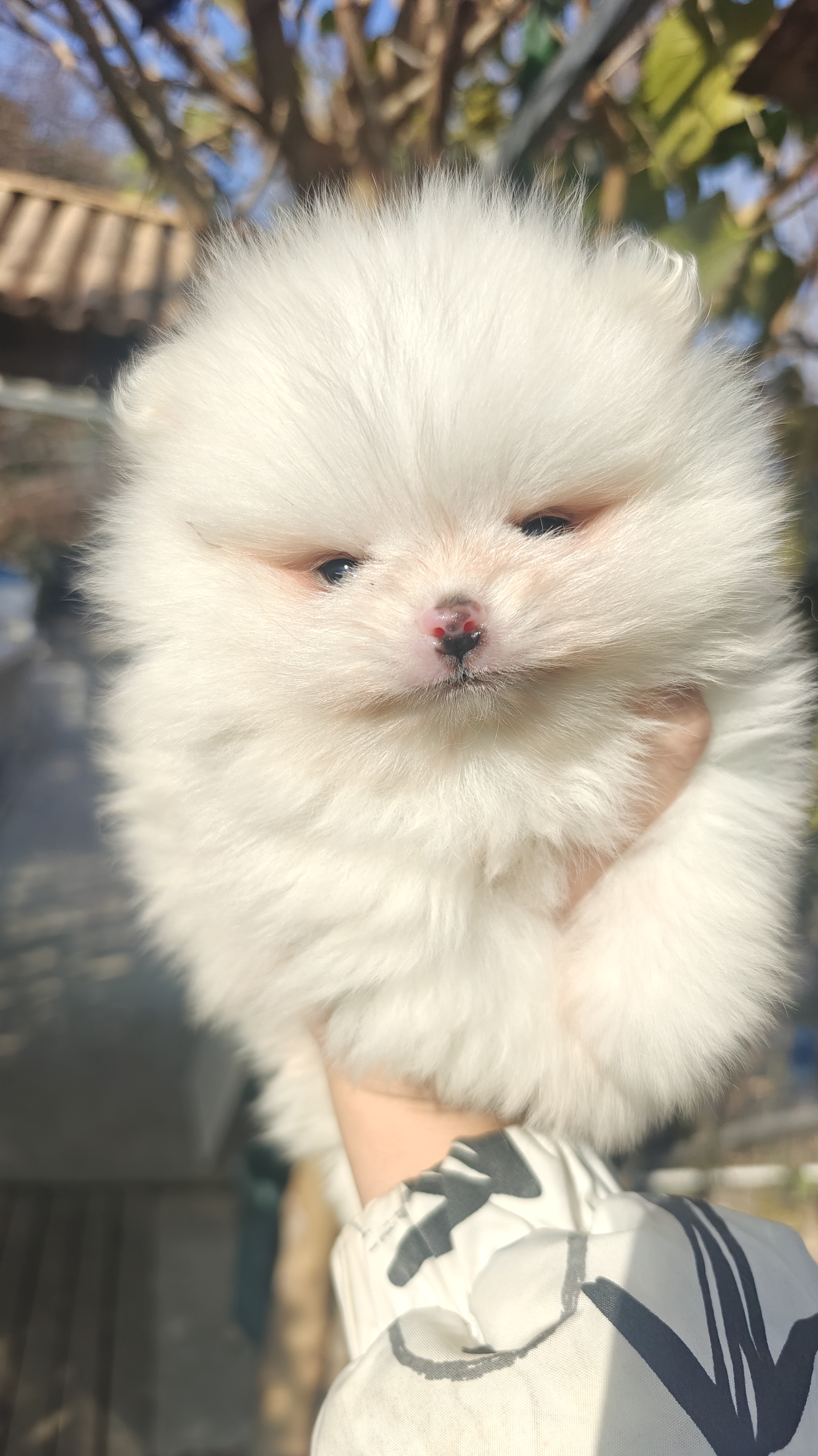 博美45天，有喜欢的带走吧